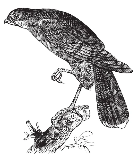 Halcón afilado o Accipiter fuscus bird vintage illustration — Vector de stock