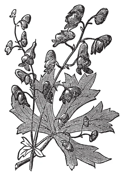 Kwiat Tojad mocny lub aconitum napellus grawerowane ilustracja. — Wektor stockowy