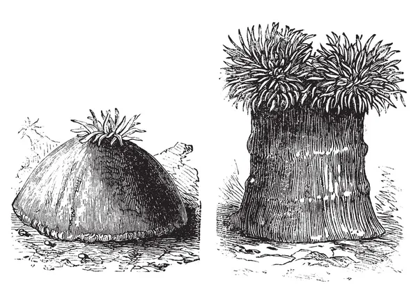 ทะเล anemone, เปิดและปิดแกะสลักวินเทจ — ภาพเวกเตอร์สต็อก