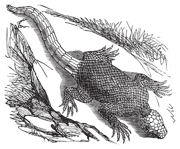 Lézard épineux d'Afrique de l'Ouest ou Agama colonorum gravure . — Image vectorielle