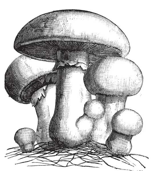Agaricus campestris nebo louka houby gravírování — Stockový vektor