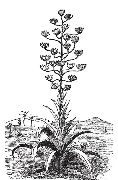 世紀の植物やリュウゼツラン アメリカーナ古いヴィンテージの彫刻. — ストックベクタ