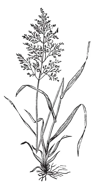 Redtop 또는 Browntop, 또는 Agnostis vulgaris 풀이나 Capillaris eng — 스톡 벡터
