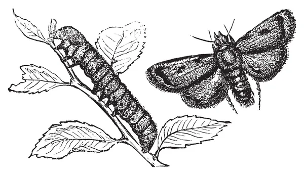 Turnip moth or agrotis segetum. Agrotide affectation. — Stock Vector