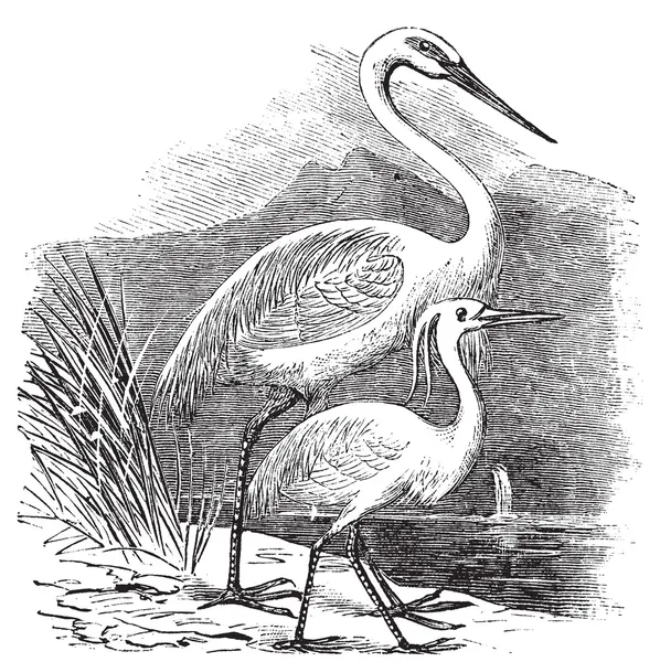 Engraving of a Great Egret (ardea alba) and Little Egret (ardea — Stock Vector