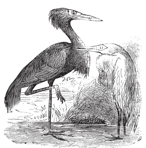Engraving of a Reddish Egret (ardea rufa or Egretta rufescens)