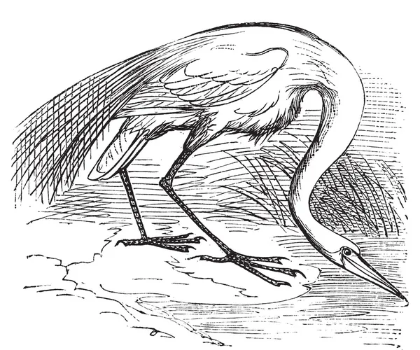 Grawerowanie biały Czapla lub Czapla (Ardea egretta) — Wektor stockowy
