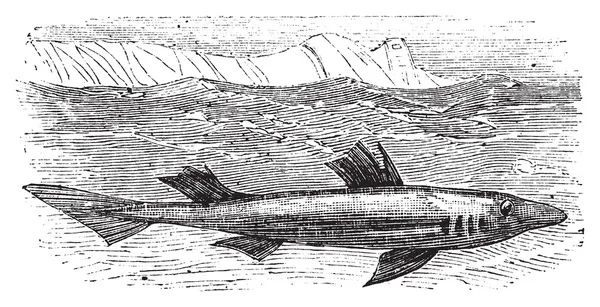 Tüskés cápa és macskacápa, spurdog, sárban-cápa, ra cápa vagy Squallus aca — Stock Vector