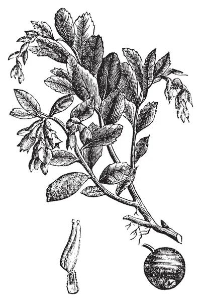 Bekend of vaccinium vitis idaea vintage gravure — Stockvector