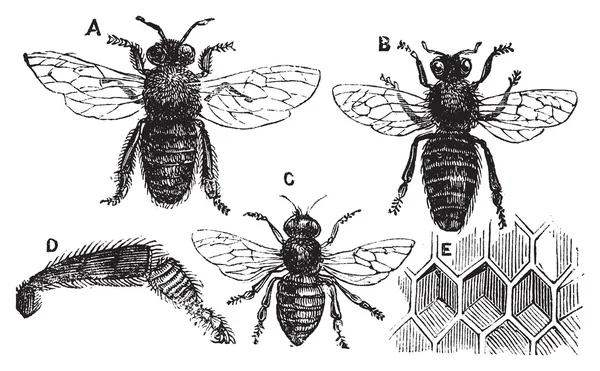 Macho, fêmea e neutra abelha com perna close-up e favo de mel —  Vetores de Stock