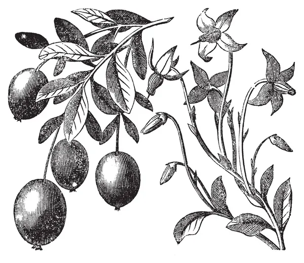 クランベリーストックベクター ロイヤリティフリークランベリーイラスト Depositphotos