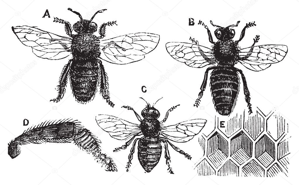 Male, female and neutral bee with leg close-up and honeycomb