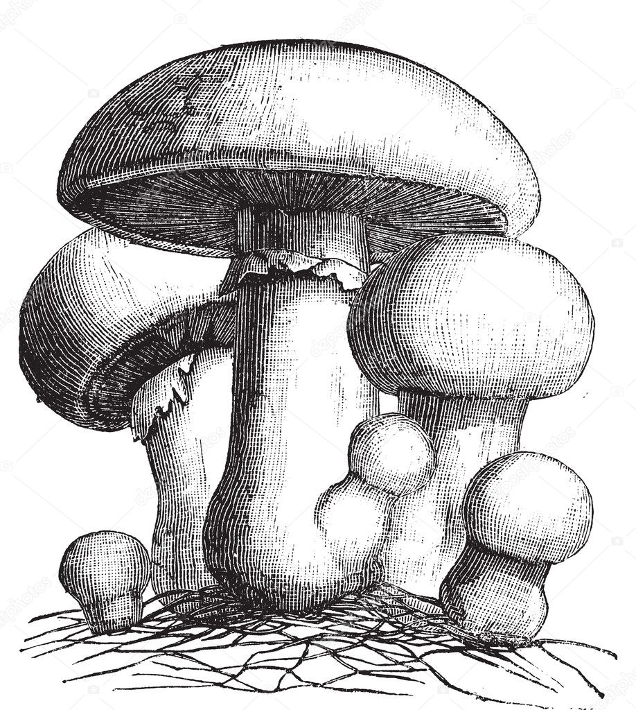 Agaricus campestris or meadow mushroom engraving
