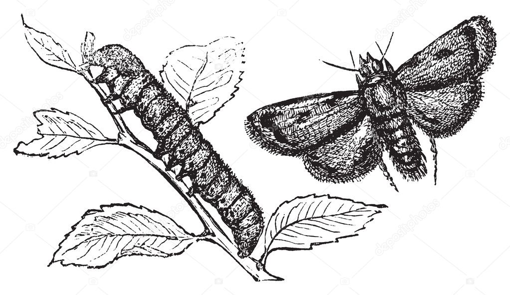 Turnip moth or agrotis segetum. Agrotide affectation.