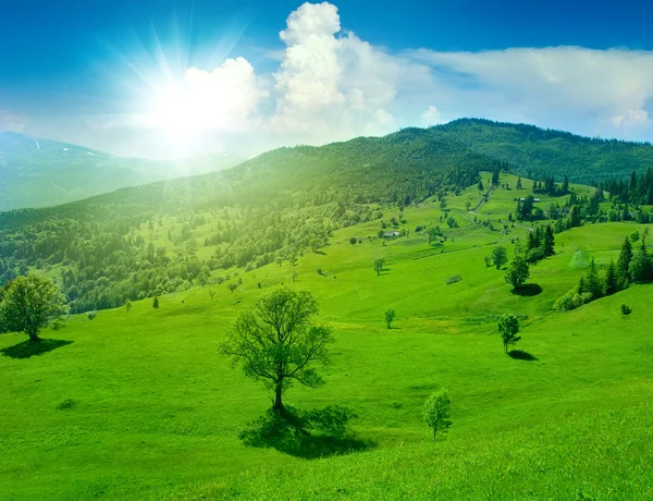 stock image Green meadow in mountain