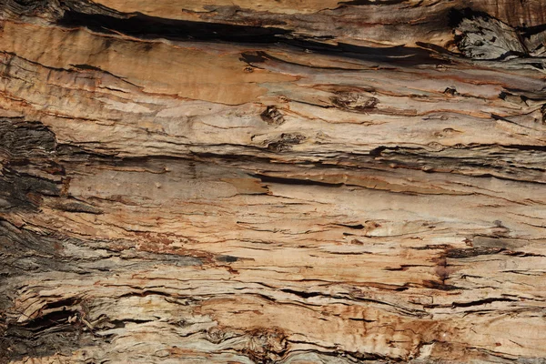 stock image Tree bark texture