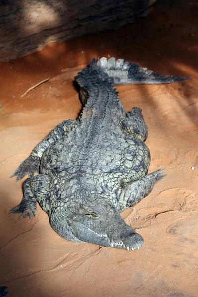 Grande Crocodilo Nilo Que Coloca Areia — Fotografia de Stock