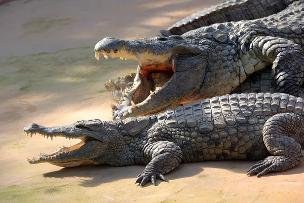 Нильский крокодил — стоковое фото