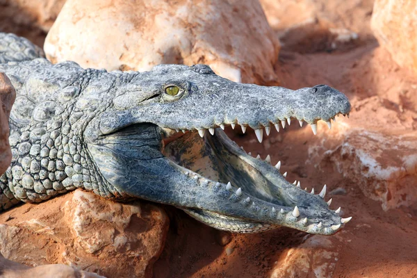 Crocodil Nil — Fotografie, imagine de stoc