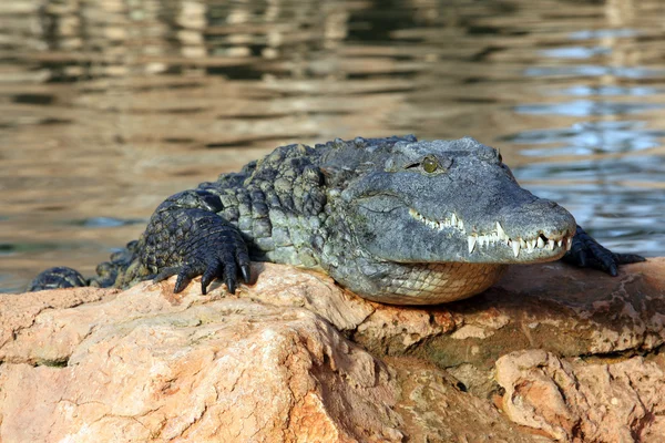 Нільський Крокодил — стокове фото
