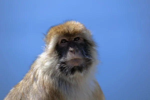 지브롤터 원숭이 — 스톡 사진