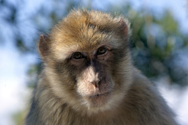 Gibraltar ape