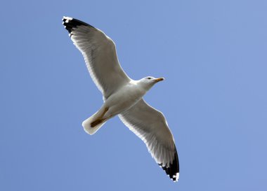 Gull flying clipart