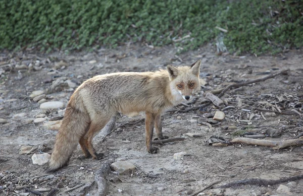 Stock image Brown Fox