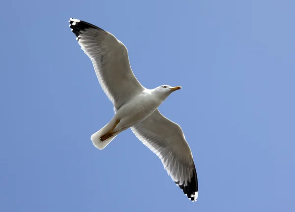 stock image Gull flying