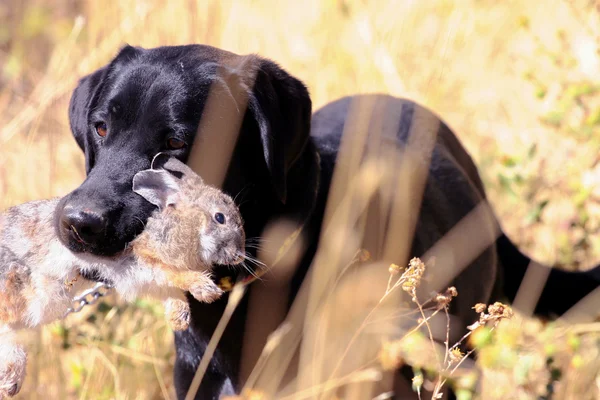 stock image Black lab in grass field with rabbit