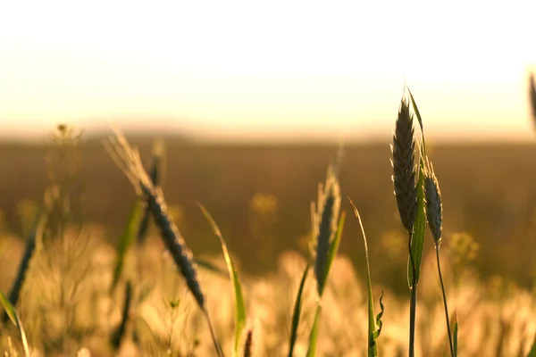 Wschód słońca na polu pszenicy — Zdjęcie stockowe