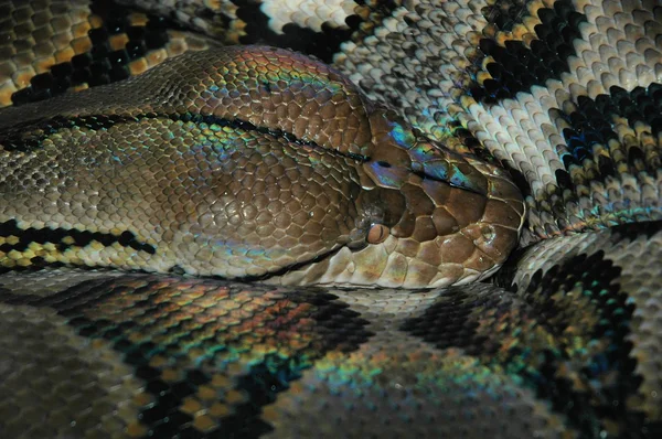 stock image Detail of the head of a big snake