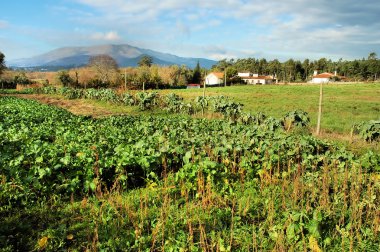 Small farm with a field of cabbages clipart