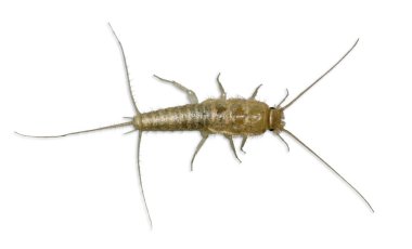 A Silverfish Bristletail isolated over white background (Lepisma saccharina, Lepismatidae family) clipart