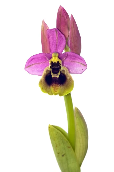 Orquídea de la serrana - Ophrys tenthredinifera — Foto de Stock