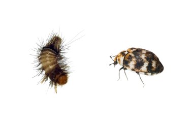 Carpet Beetle and Woolly Bear clipart