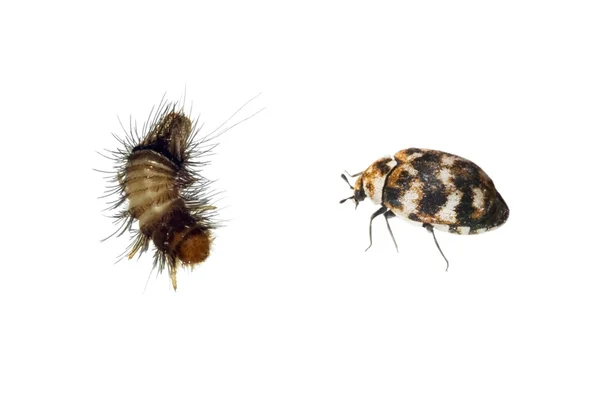 Carpet Beetle and Woolly Bear — Stock Photo, Image