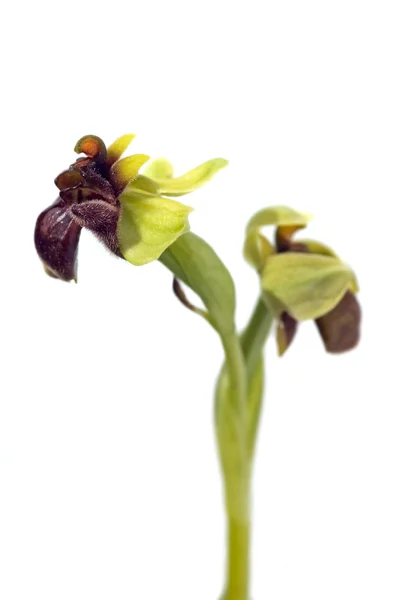 Орхидея Бамблби - Ophrys bombyliflora — стоковое фото