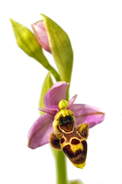 伍德考克兰花-ophrys picta — 图库照片