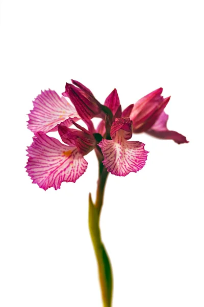 Орхидея бабочки - Orchis papilionacea — стоковое фото