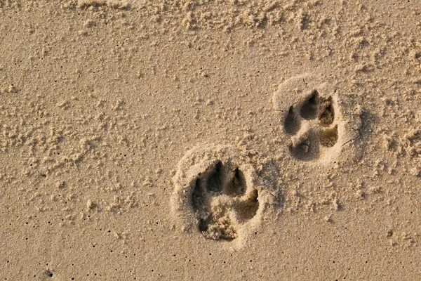 Dog paw prints Royalty Free Stock Images