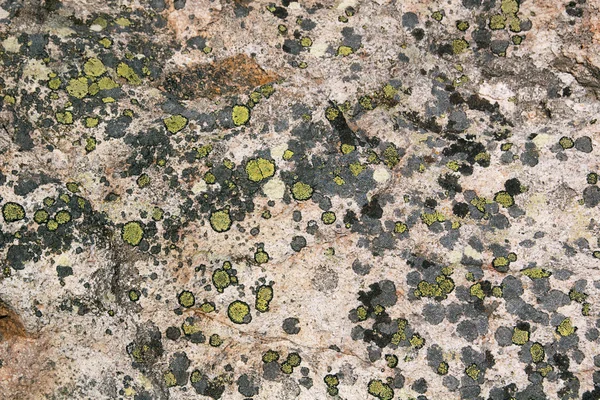 Granit Kaya Doku Benekli Yeşil Liken Oluşumu — Stok fotoğraf