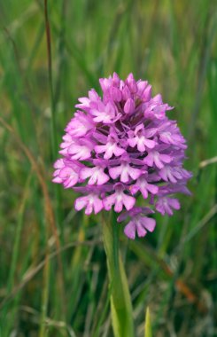 yabani orkide piramit - anacamptis pyramidalis