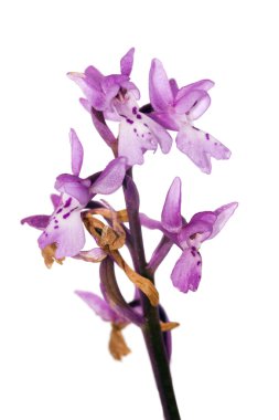 erken mor orkide - orchis mascula