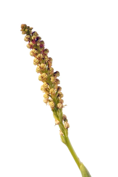 Человек-орхидея - Aceras fabophorum — стоковое фото