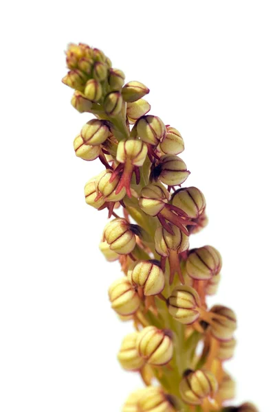 Orchidée humaine - Aceras anthropophorum — Photo