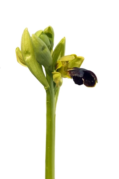 Коричневый пчелоносная - ophrys фаска — стоковое фото