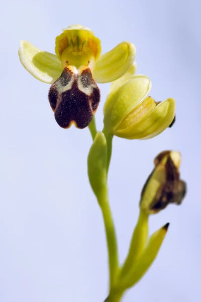 Orchidea delle api brune - Ophrys fusca — Foto Stock
