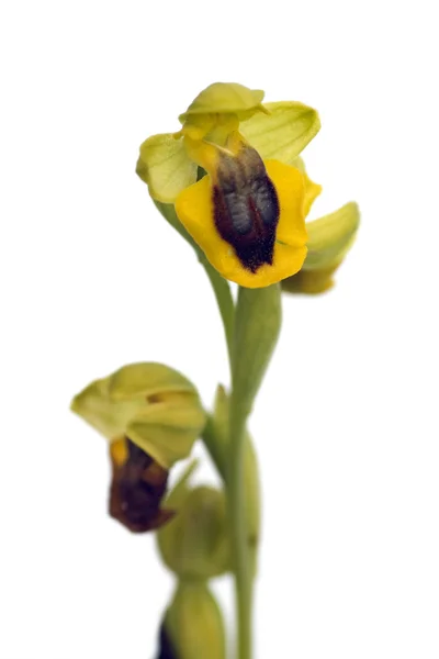 Желтый ophrys - ophrys lutea — стоковое фото
