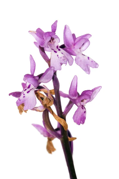 Początku purpurowa orchidea - storczyk męski — Zdjęcie stockowe